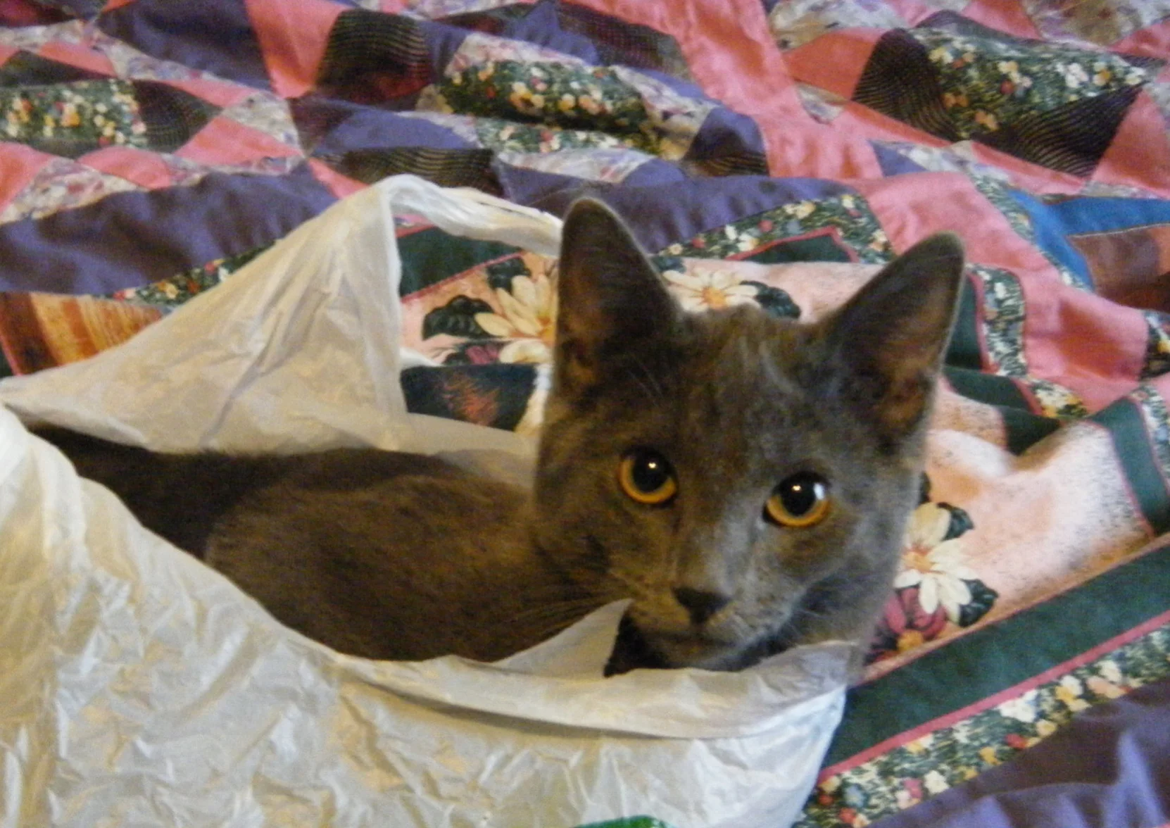 Short Story Contest Judging