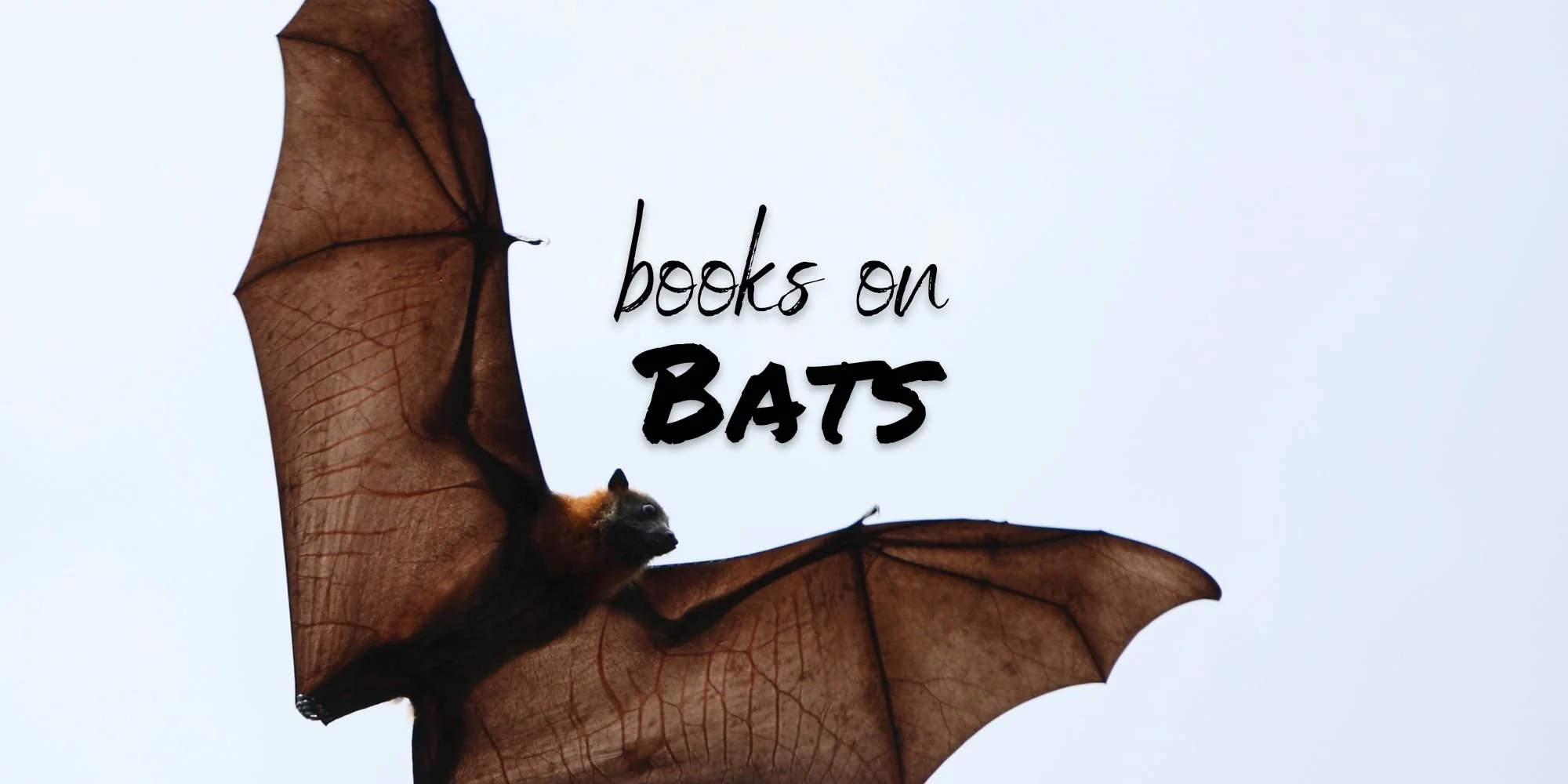 Books on Bats