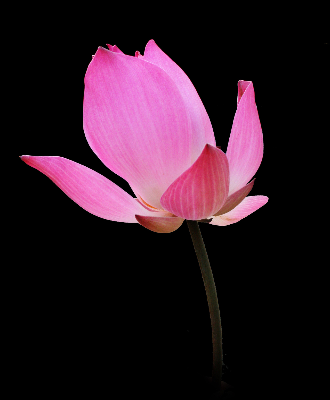 lotus-1396599-1279x1553.jpg