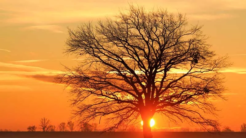tree.jpg