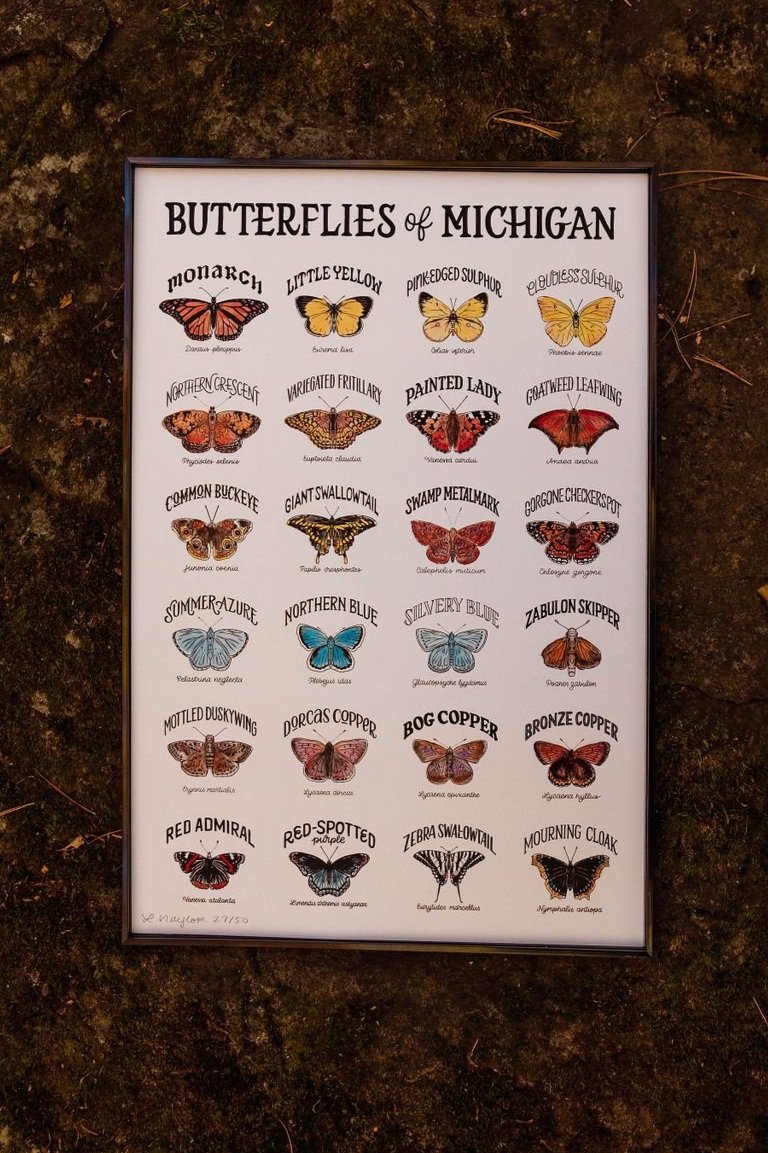 Butterflies of Michigan