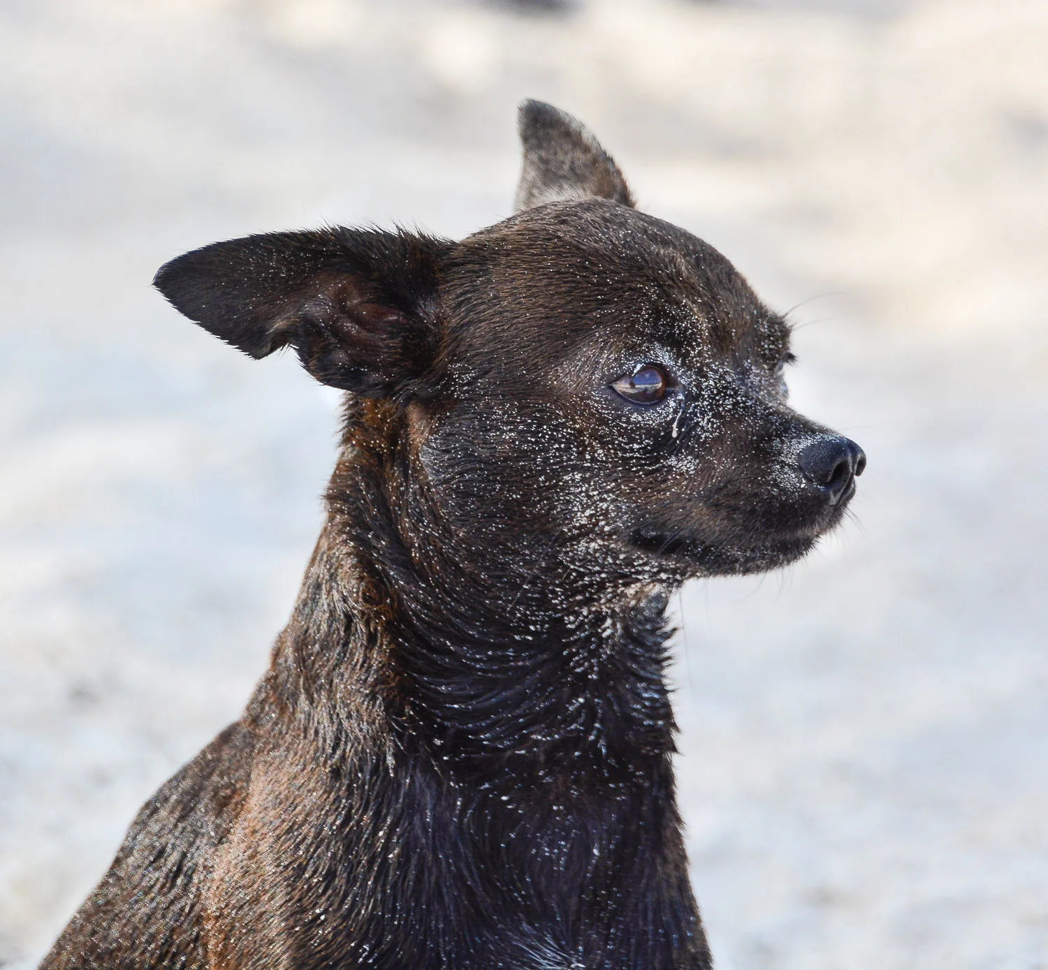'Amadeus', Tulum, Mexico