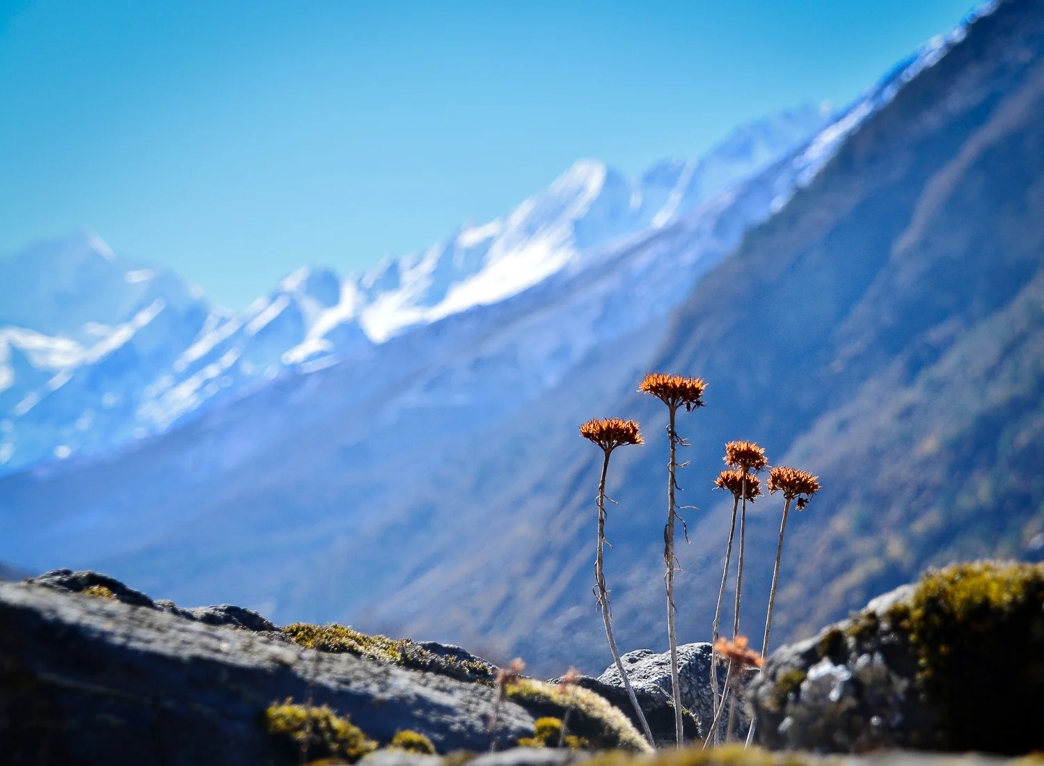 Yvette_Jones_Natural_World_Nepal (1 of 1).jpg