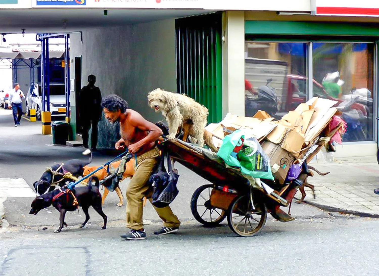 Colombia, diversity of dogs and people