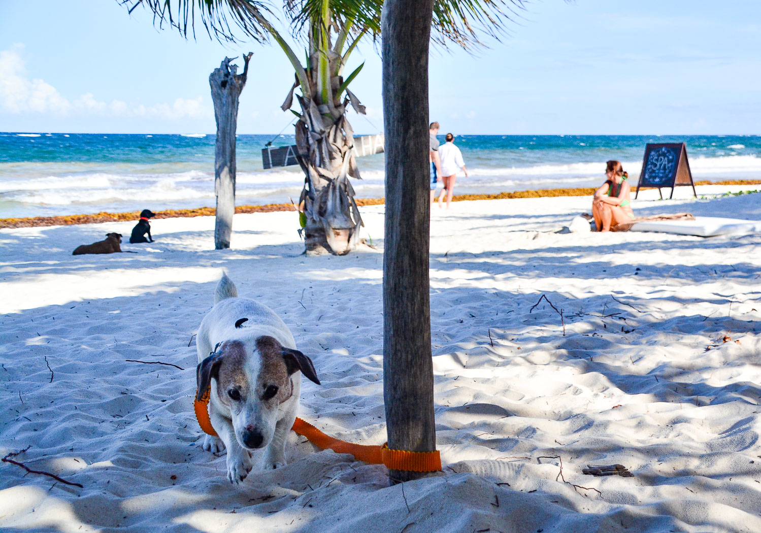 Lorenzo feeling sorry for himself - Tulum, Mexico