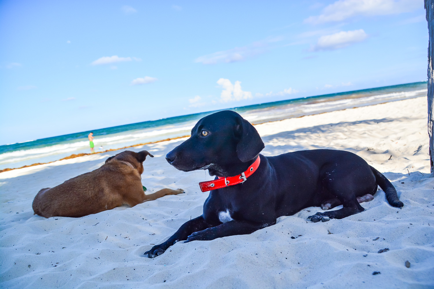 Beach dog cum street dog with Berto - Tulum, Mexico