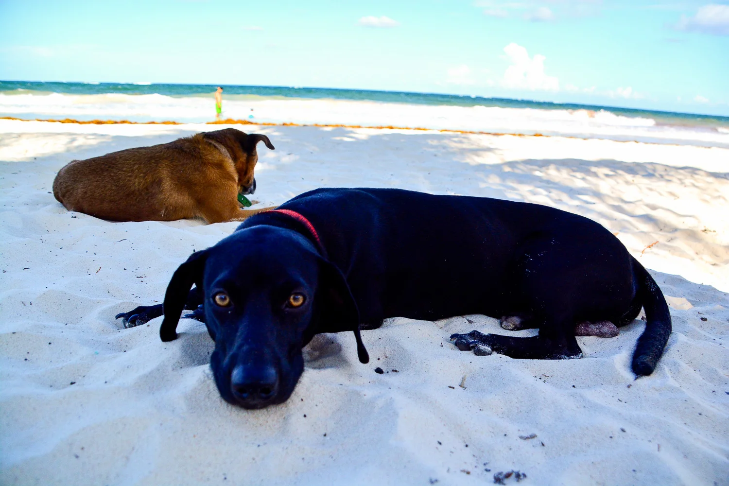 Tulum and a beach dog or two