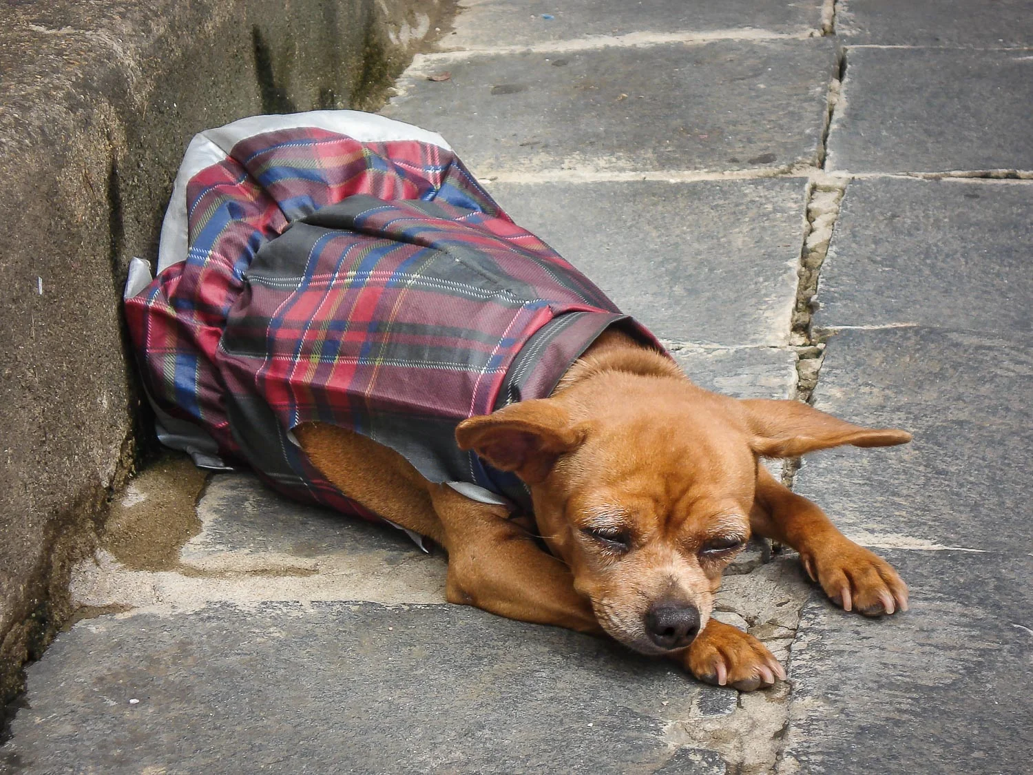 'Dogs Dressed Up' - Hoi An, Vietnam