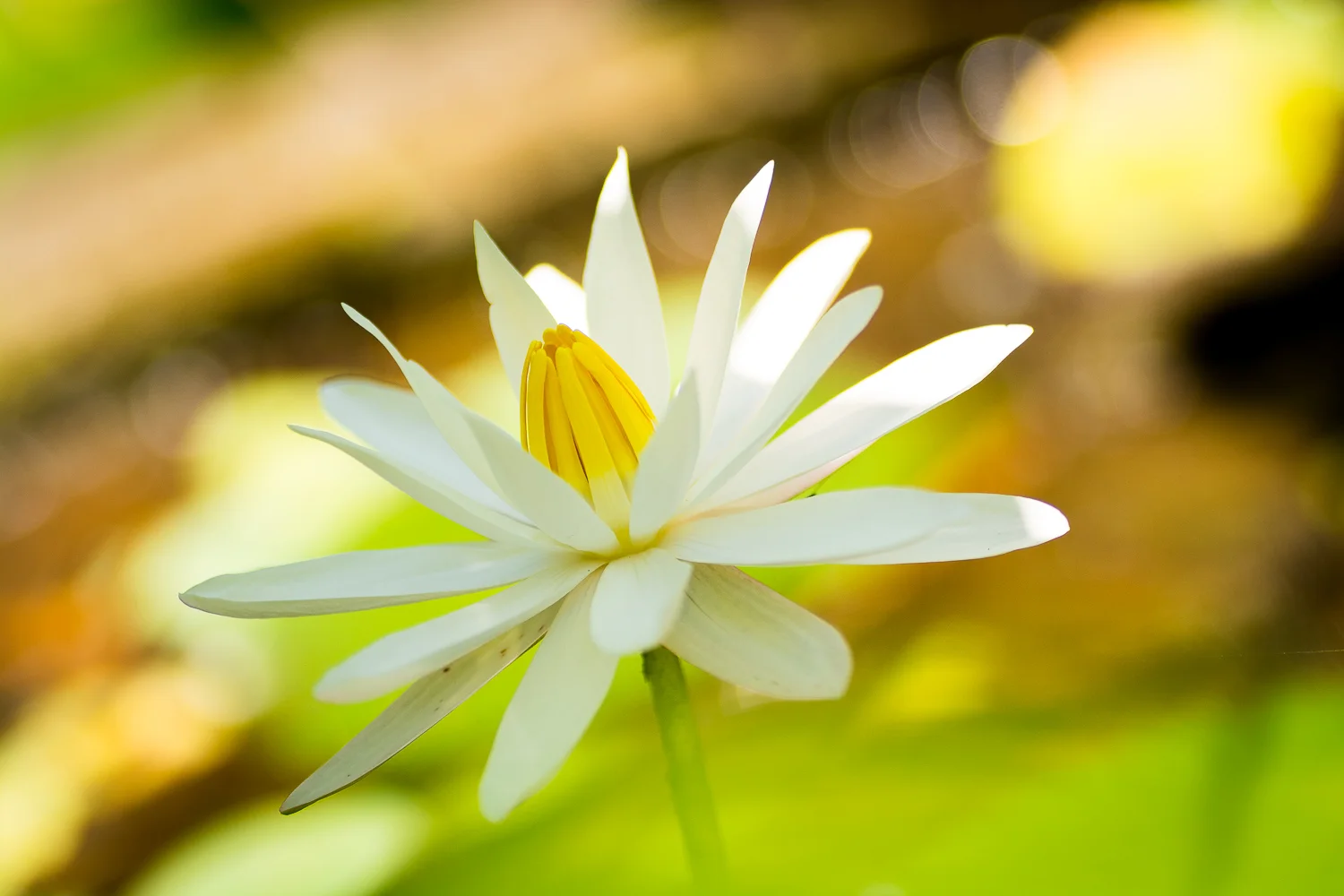 Yvette_Jones_Photography_Natural_World-3.jpg