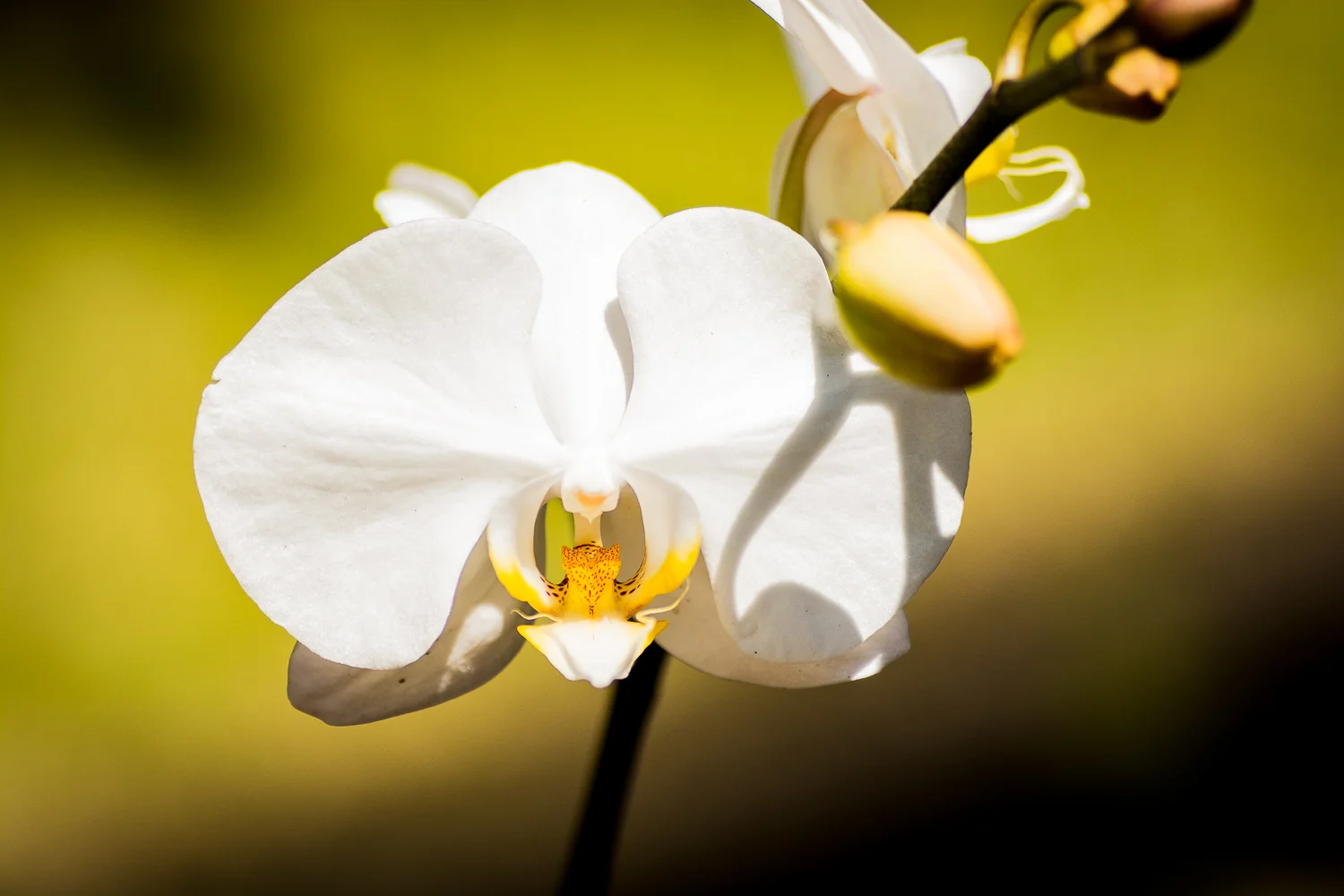 Yvette_Jones_Photography_Natural_World-4.jpg