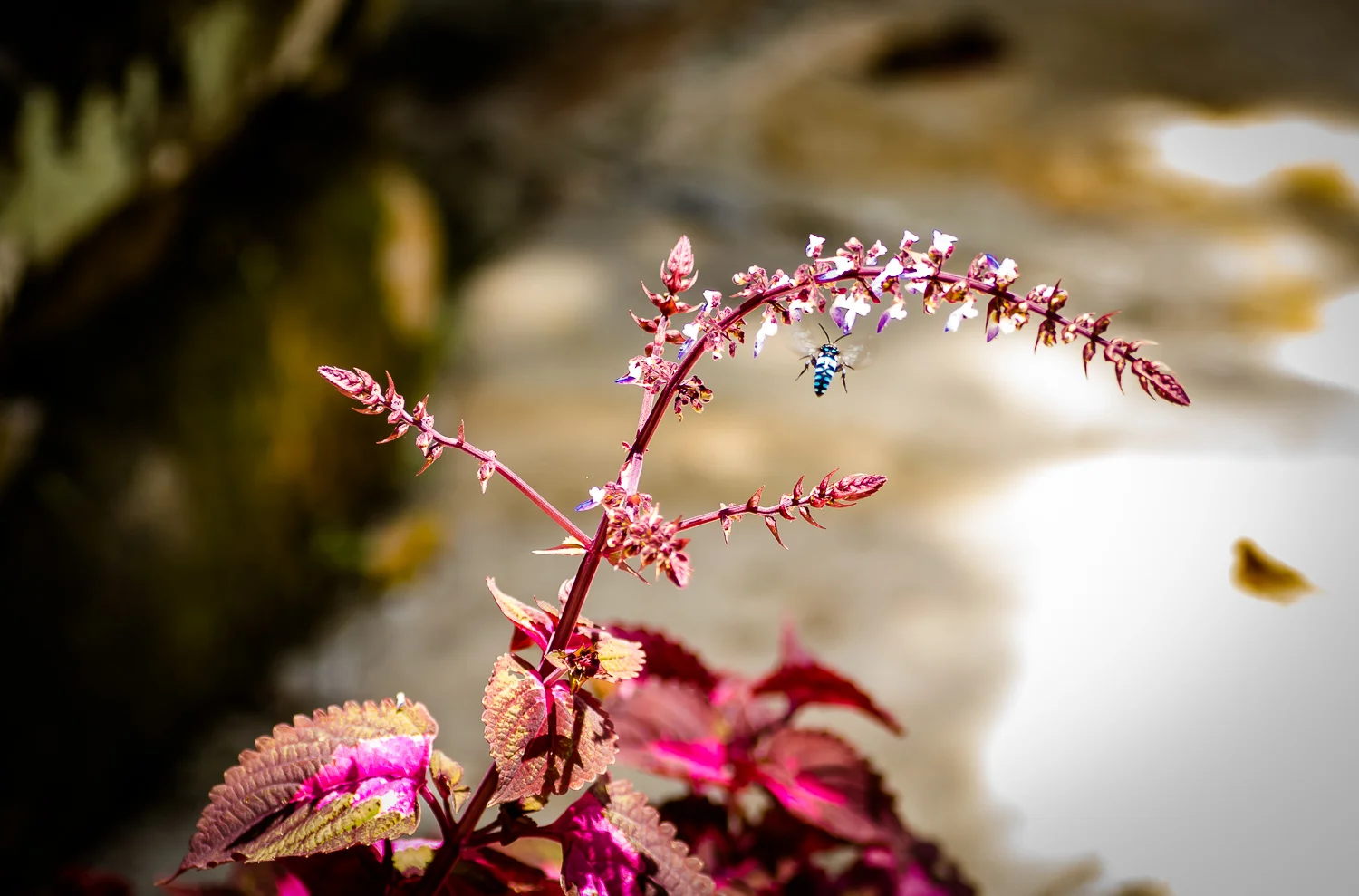 Yvette_Jones_Photography_Natural_World-5.jpg
