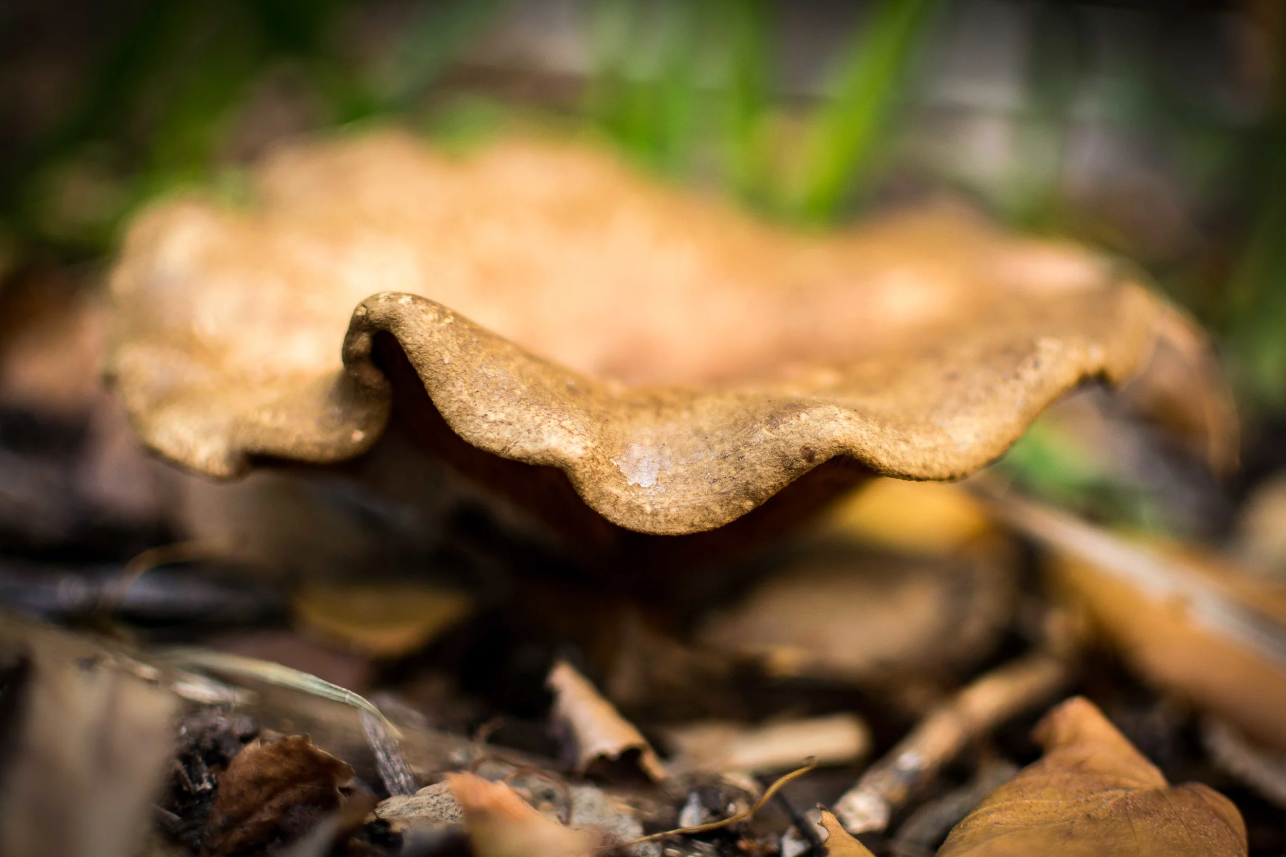Natural_World_Mushroom-1.jpg