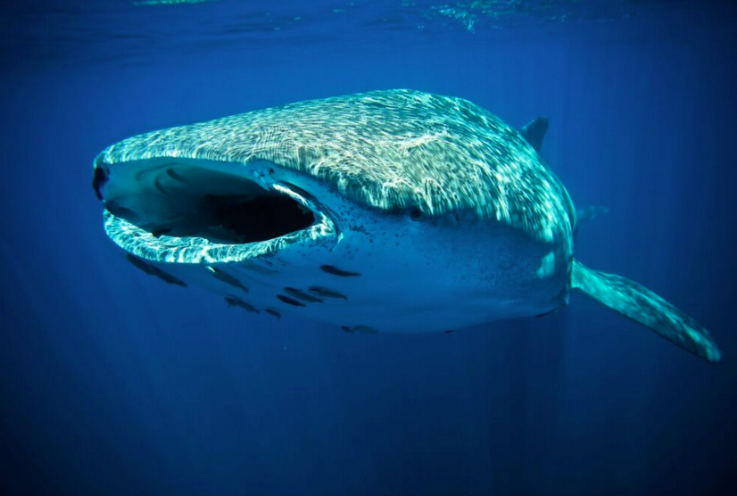 Swim with the Whale Sharks