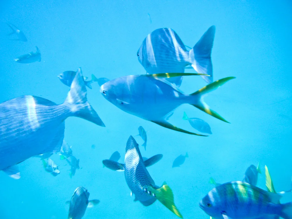 Under the sea in Cabo San Lucas