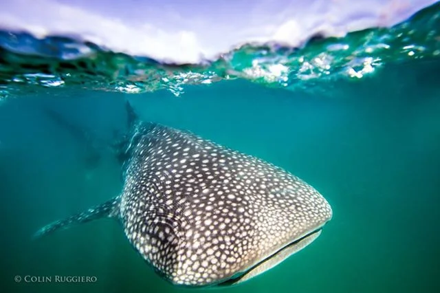 Swim with the Whale Sharks