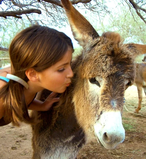 Burro Safari