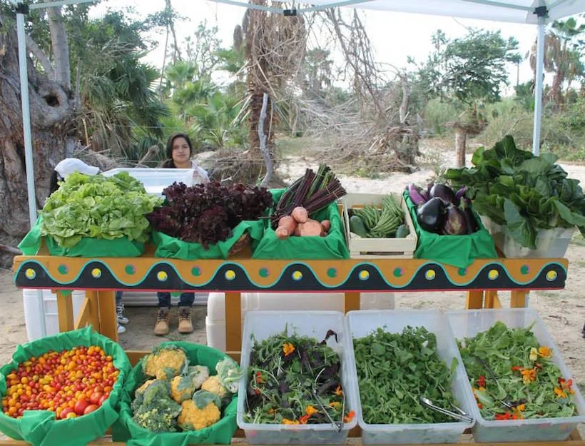 sjdc organic market.jpg