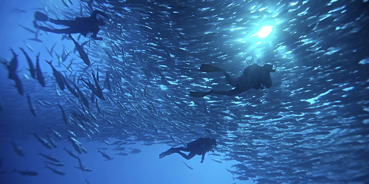 scuba-diving-cabo-pulmo.jpg