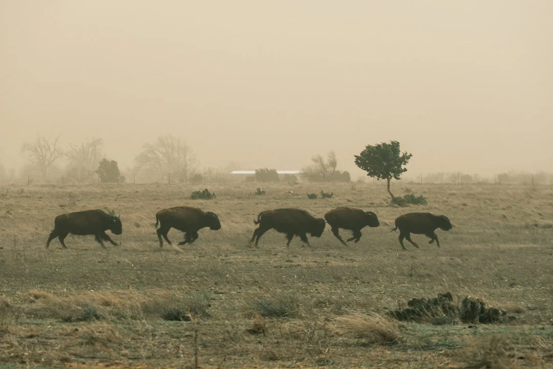 2025 Bison Dust Storm