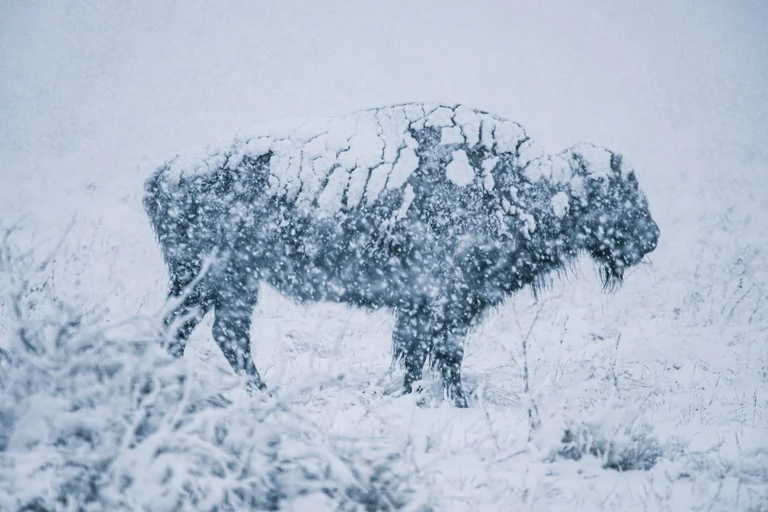 2025 Snowy Texas Bison