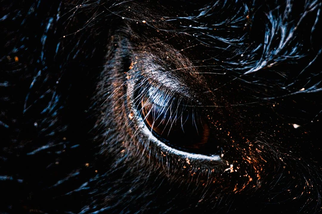 2024 Caprock Canyon Bison Eye