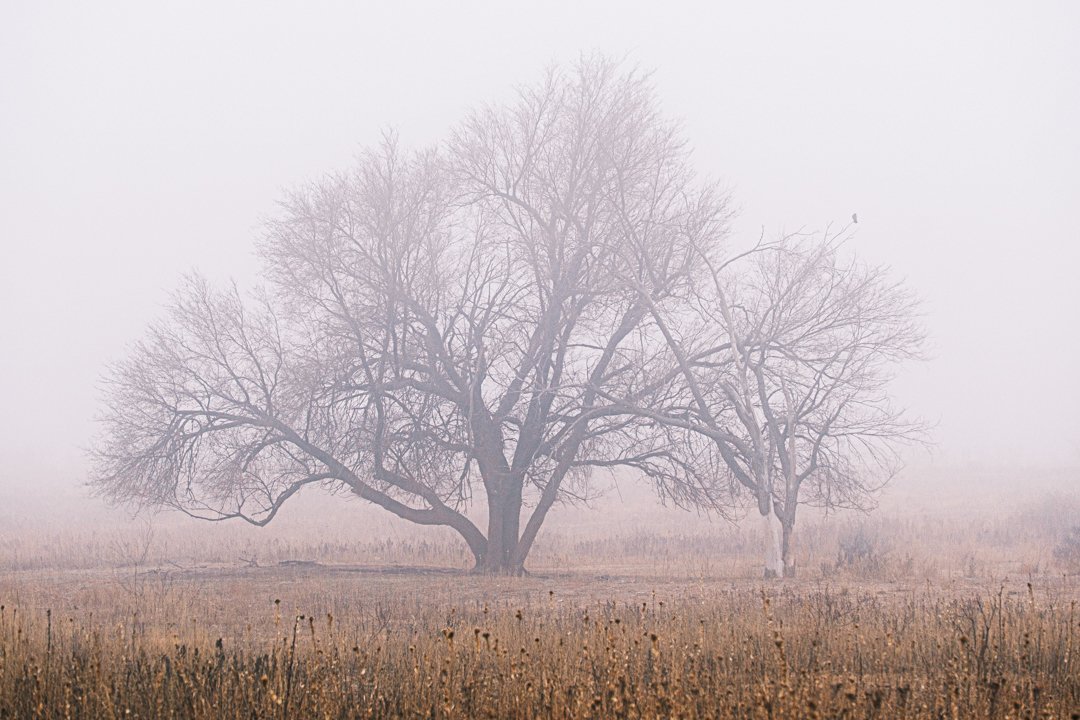 2025 Caprock Canyons Trees In Fog