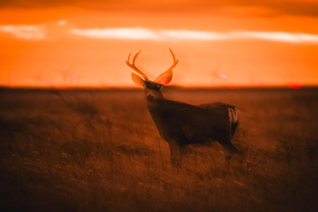 2021 Buck Sunset Blur