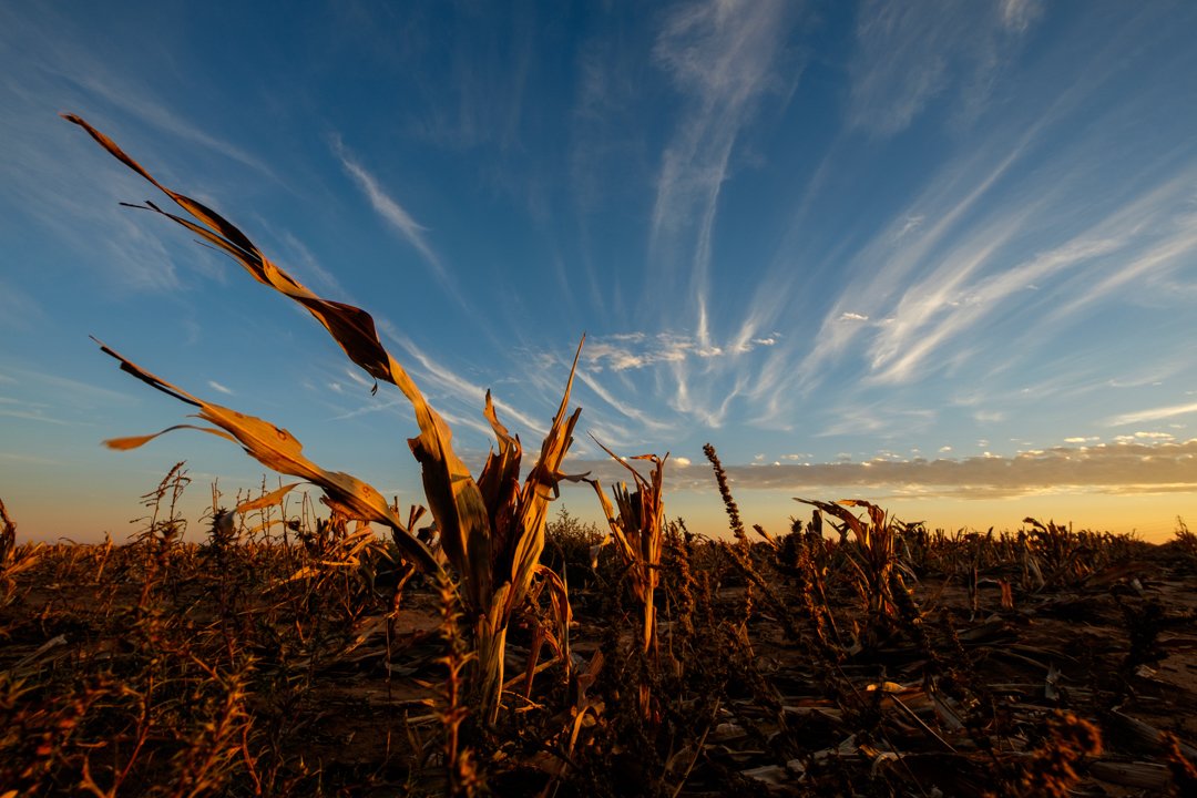 2015 After The Harvest