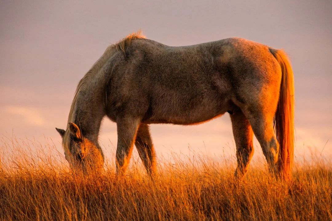 2025 Golden Palomino