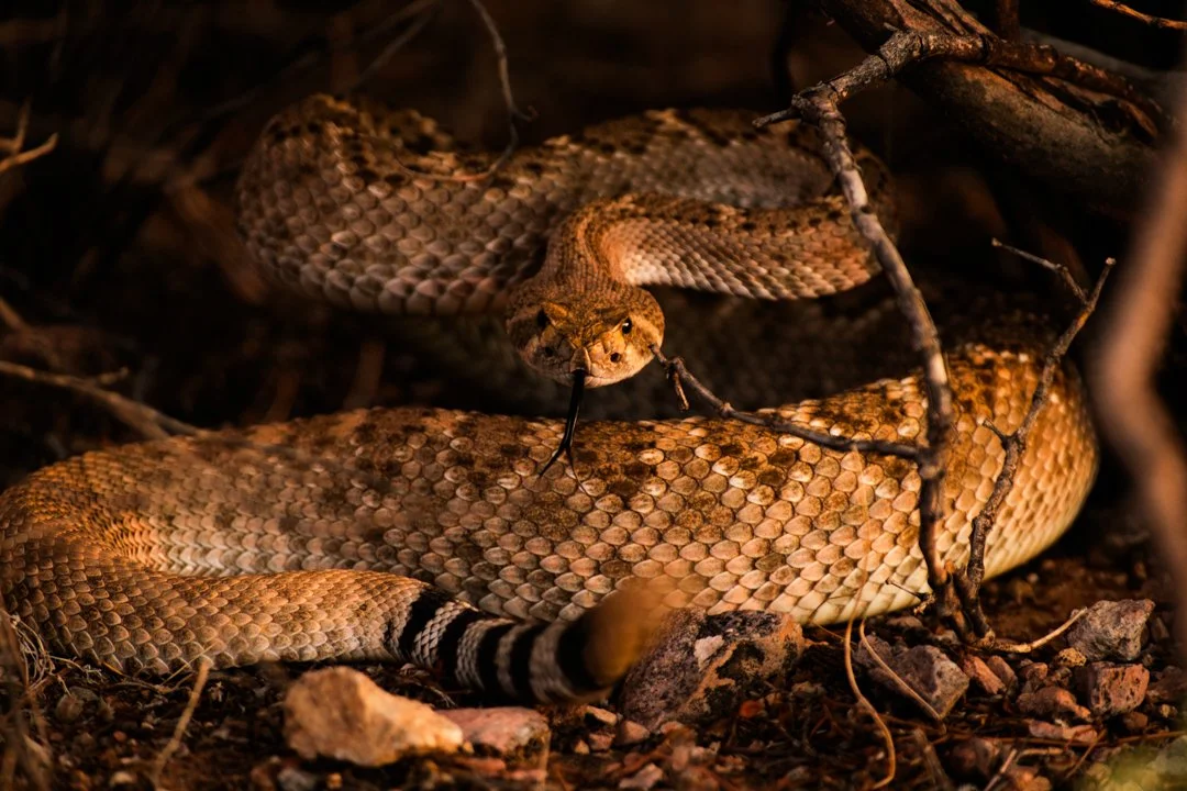 2021 Diamonback Rattler