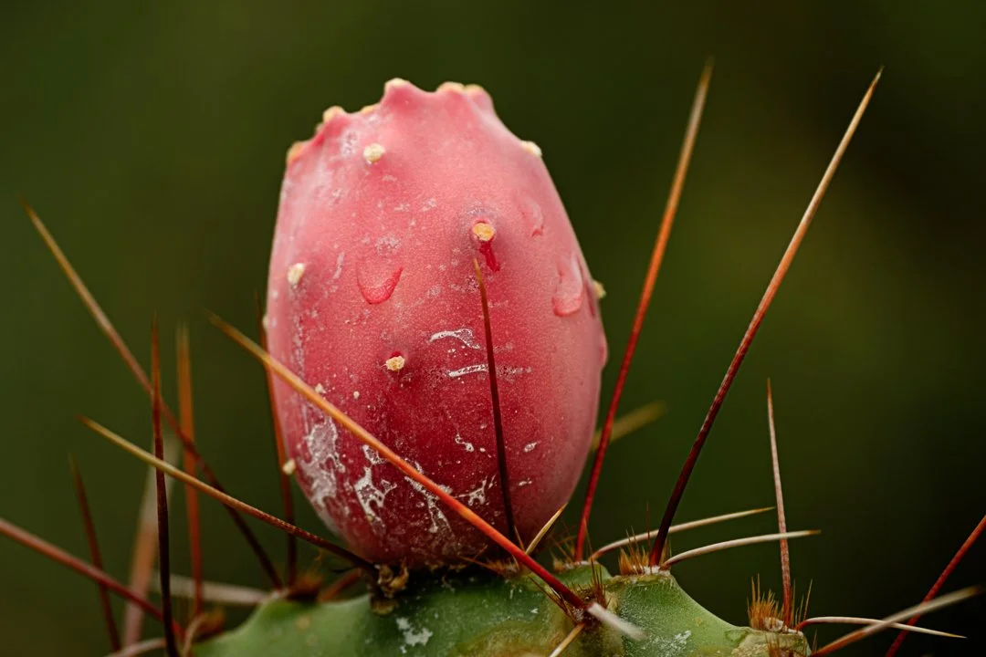 2021 Prickly Pear Solo