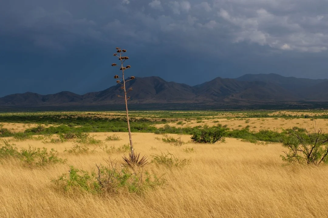 2022 Century Plant Storm