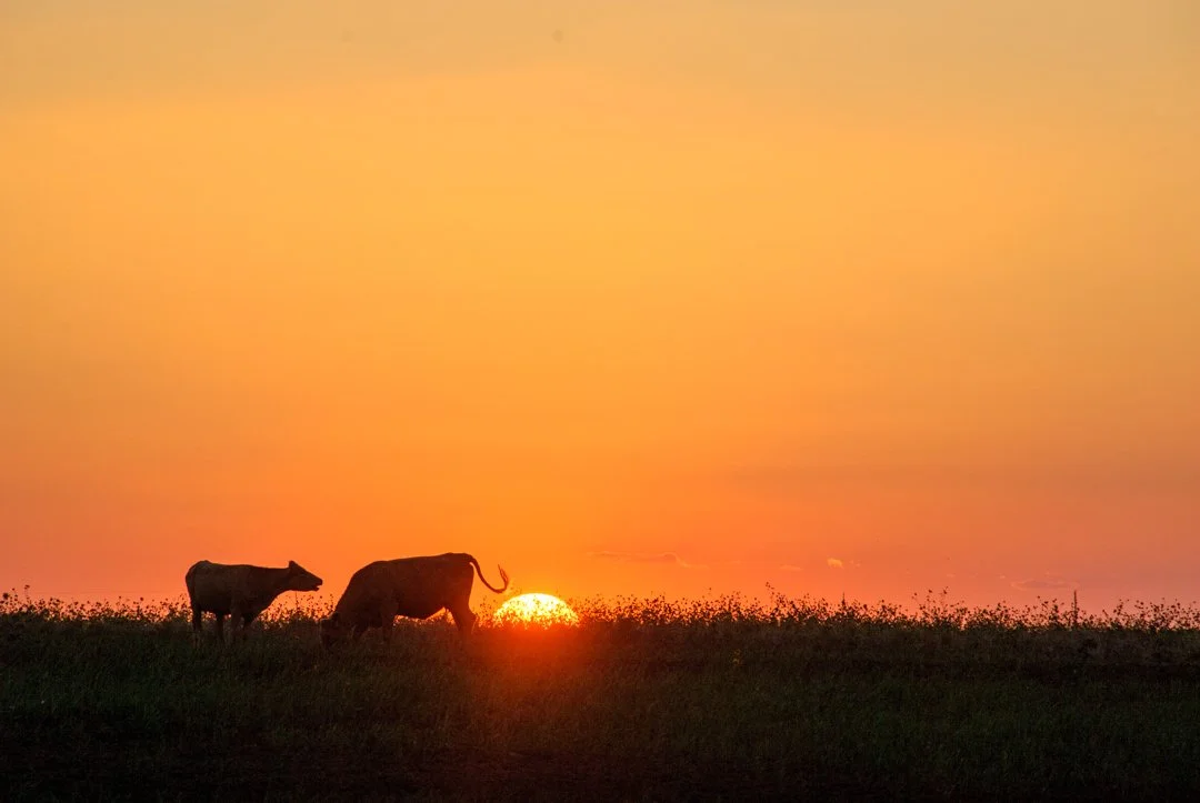 2008 Cow Tail Sunset