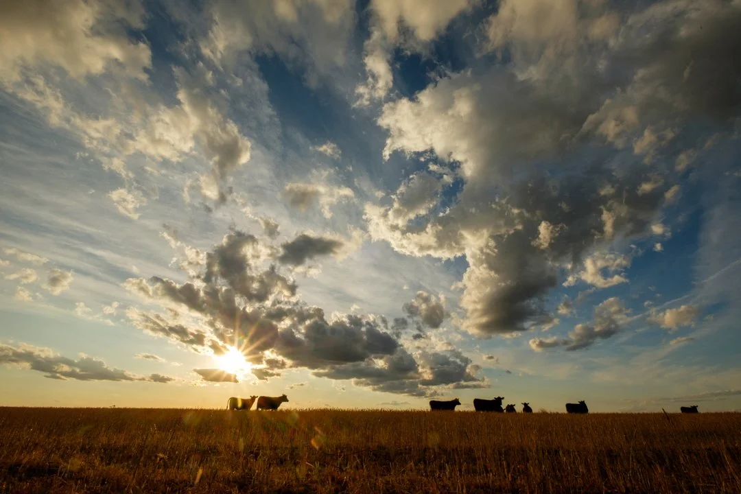 2020 Cattle And Clouds