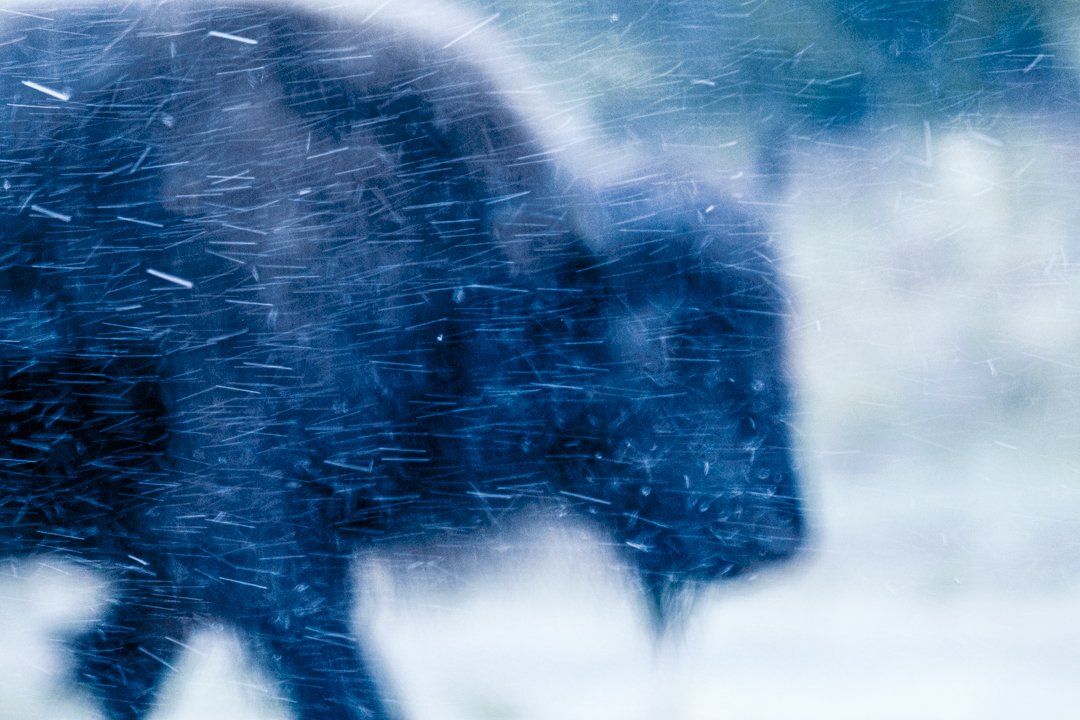 2019 Caprock Canyon Texas Bison