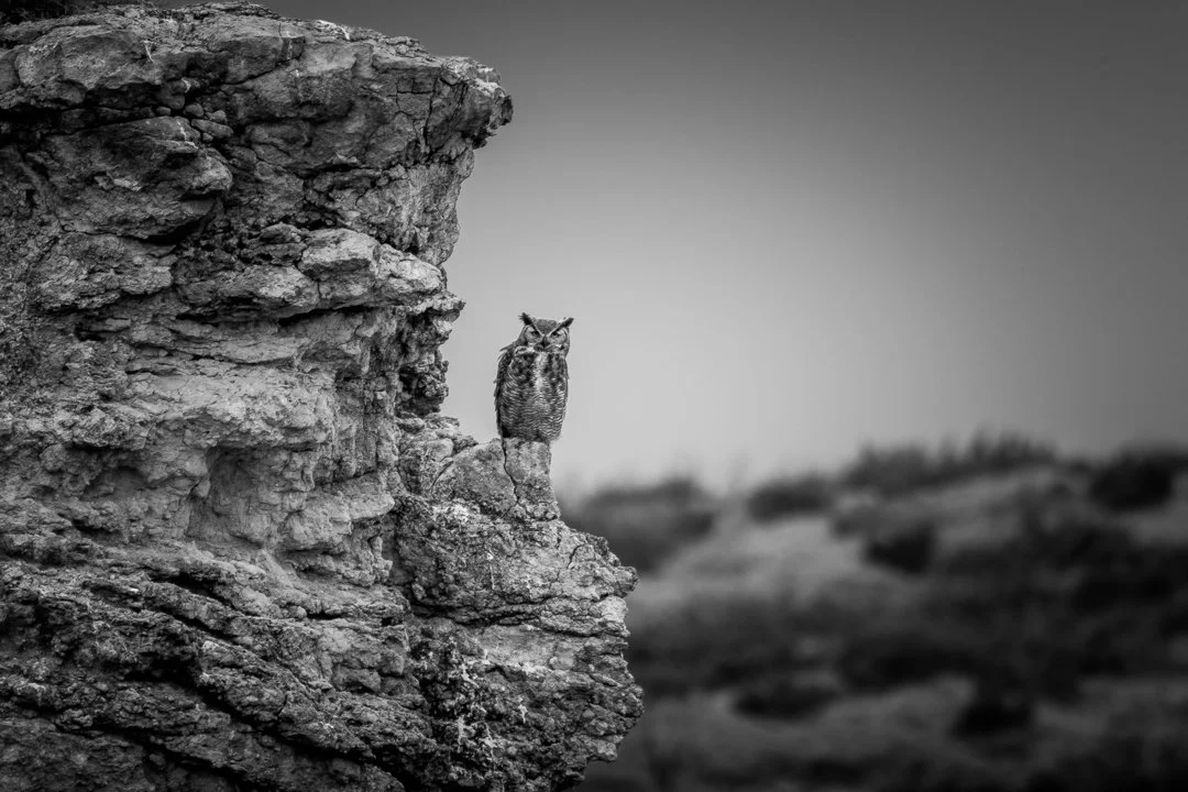 2020 Caprock Canyon Owl