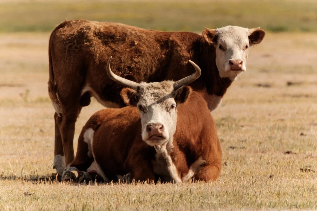 2020 Panhandle Cattle