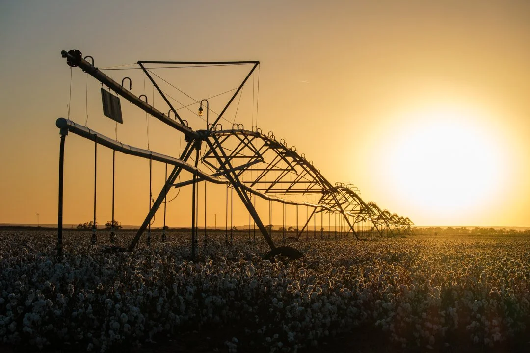 2021 Irrigated West Texas Cotton