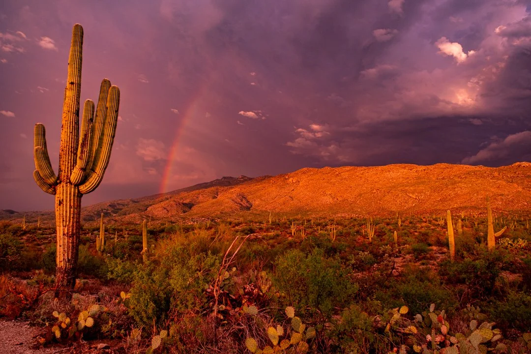 2021 Saguaro National Park Monsoon