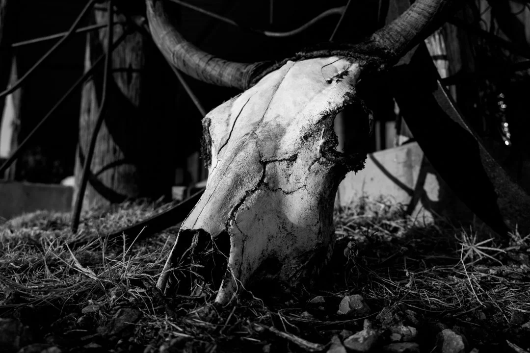 2014 Truscott Texas Skull