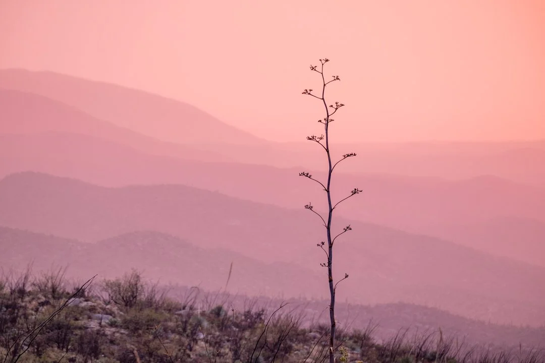 2020 Arizona Century Plant