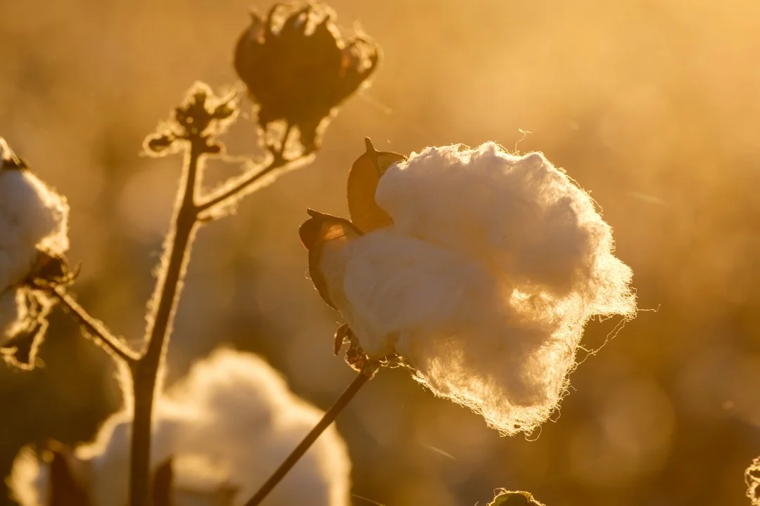 2015 Texas Cotton Sunlight