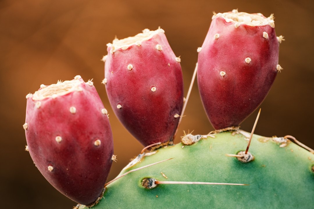 2021 Prickly Pear Trio