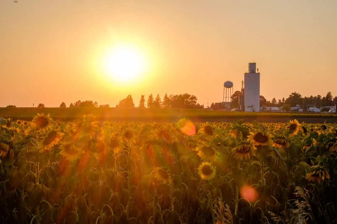 2017 Wyoming Sunflowers