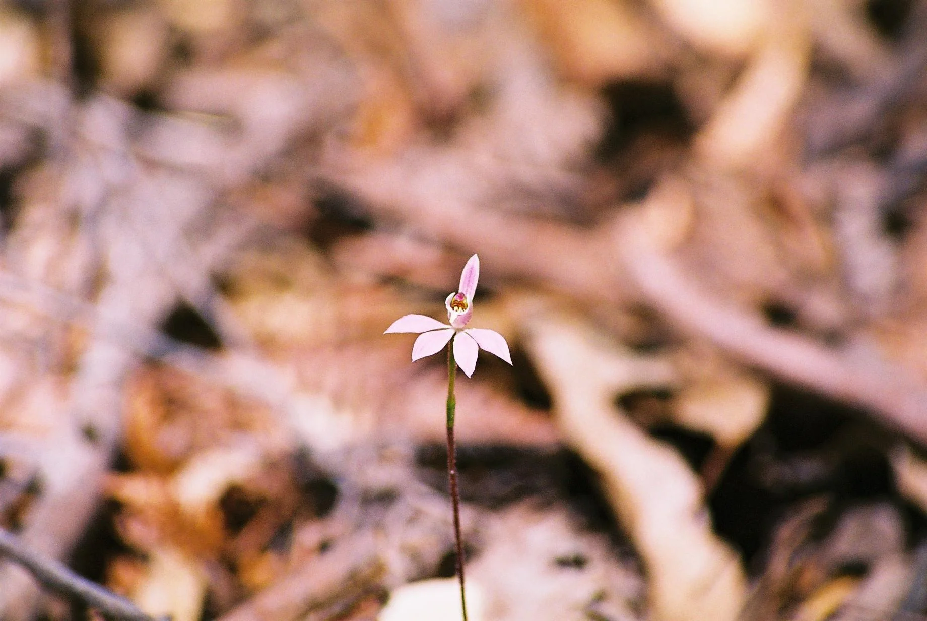 Native Orchid