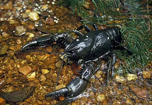 Astacopsis gouldii - image from www.ninekaow.com