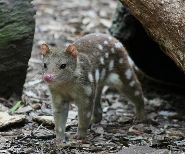 Spotted-Tailed Quoll - image from Wikipedia