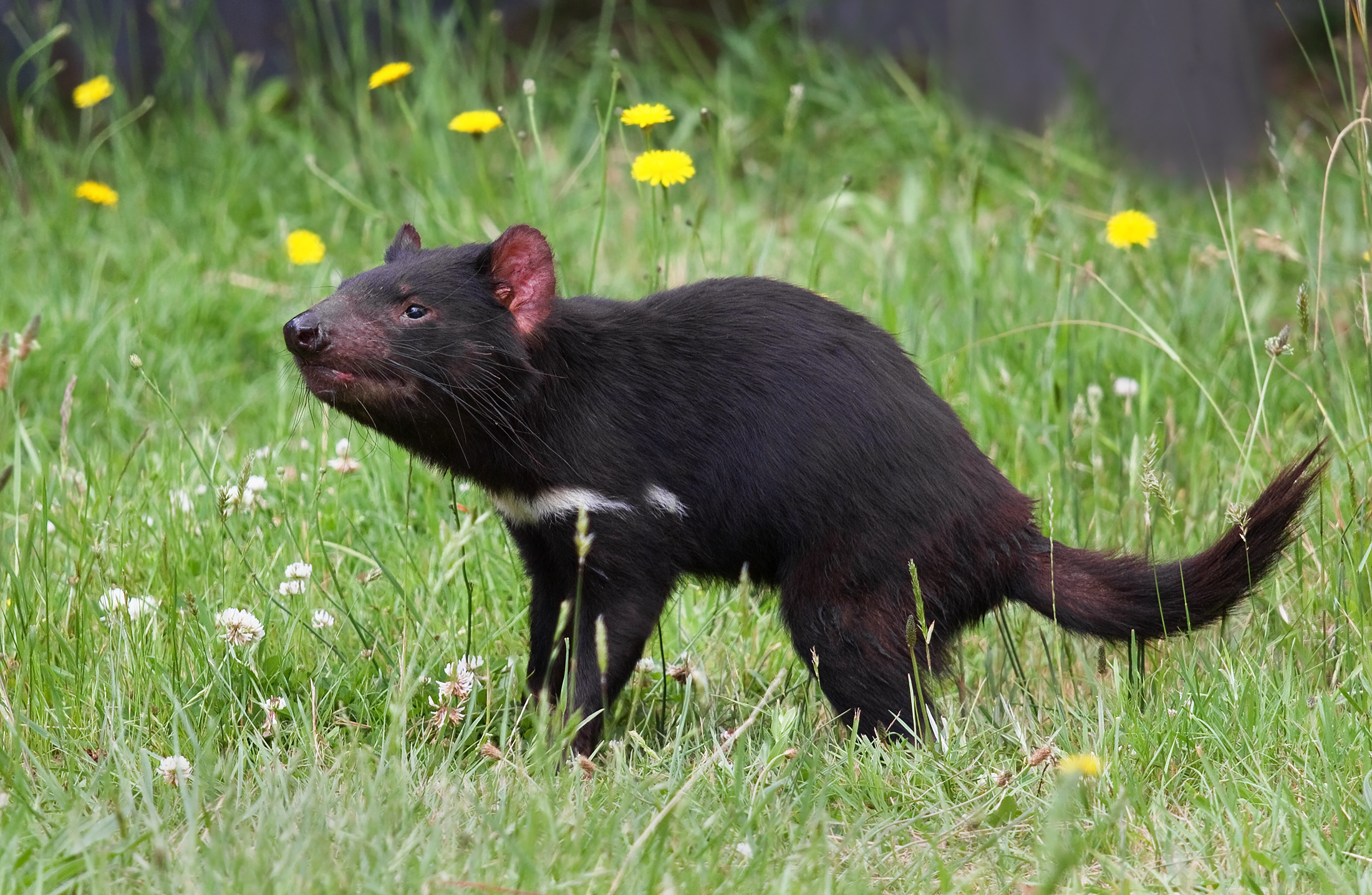 Tasmanian Devil - image from Wikipedia