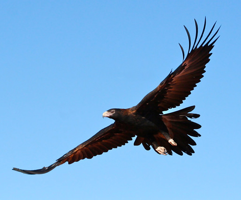 Wedge-tail Eagle - image from office of environment and heritage NSW