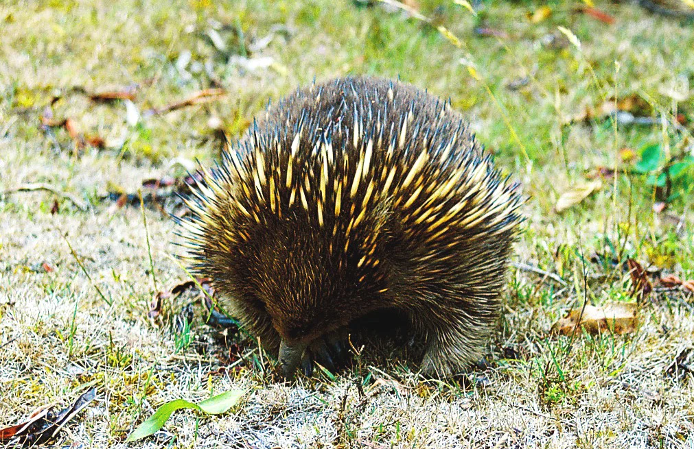 Echidna in The Valley - photo by Trudi Bird